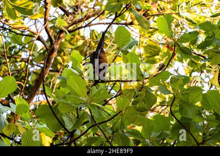 Un primo piano di una bella volpe appesa capovolta su una pianta tropicale. Immagini straordinarie per qualsiasi utilizzo. Foto Stock