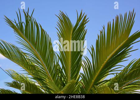 Primo piano di Sago Palm lascia contro Blue Sky in Spagna Foto Stock