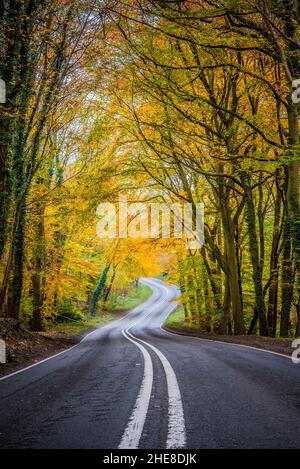 Una strada, viaggio attraverso la foresta colorata autunno Foto Stock