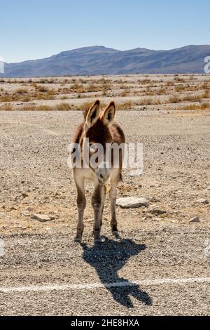 Young Brown Donkey lungo il lato della strada nel Parco Nazionale della Valle della morte Foto Stock