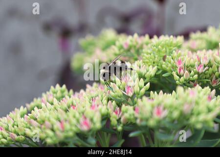 Germogli di fiori verdi su una pianta di Stonecrop Foto Stock