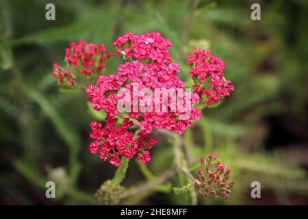 Primo piano di Yarrow pianta fioritura nel giardino Foto Stock