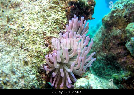 Anemoni marini porpora che abitano l'acqua, animali predatori dell'Ordine Actiniaria Foto Stock