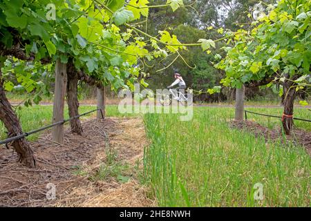 Pedalando accanto a un vigneto della McLaren vale Foto Stock