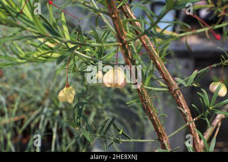 Piccole capsule di seme su un Bush Burning Foto Stock