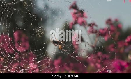 Ragnatela al sole con gocce d'acqua sullo sfondo fiorente di fiori rosa. Primo piano di insetto ragno sul web nel campo in un periodo estivo. Foto Stock