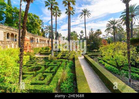 I giardini paesaggistici di palme e i giardini curati all'interno del Alcázar reale di Siviglia in Spagna. Foto Stock