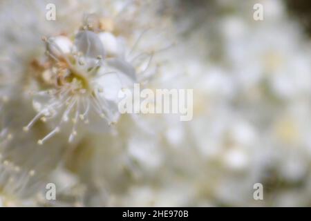 Sfondo astratto di Falso Spirea Fiori bianchi Foto Stock