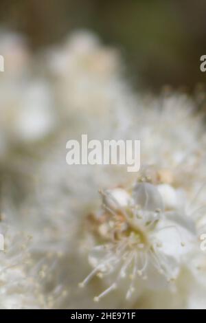 Sfondo astratto di Falso Spirea Fiori bianchi Foto Stock