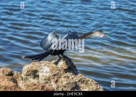 Anhinga arrabbiato su Rock Foto Stock