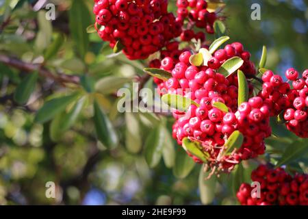 Bacche di inverno rosso brillante appendere in grappoli da un ramo che fornisce cibo per gli uccelli. Foto Stock