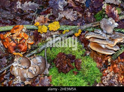 Drebkau, Germania. 06th Jan 2022. Il consulente di funghi Lutz Helbig mostra una piccola selezione di veri funghi invernali in una foresta di Lusatia. Si possono vedere i funghi di ostrica (anteriore sinistra e destra), i solchi comuni di velluto-piedi (sinistra, seconda fila), l'orecchio di Giuda (centrale, anteriore nel muschio) e il giallo dorato tremante (M. sui rami). (A dpa 'Judasohr, Samtfußrübling und Co - im Winter lohnt die Pilzsuche') Credit: Patrick Pleul/dpa-Zentralbild/dpa/Alamy Live News Foto Stock