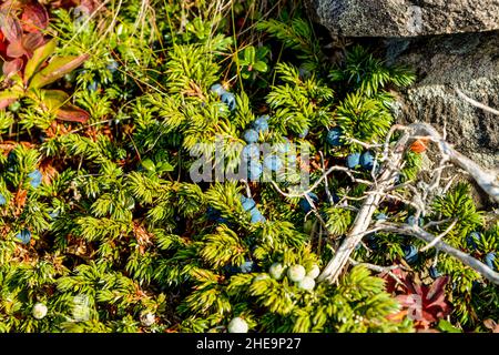 Bacche selvatiche vicino a Ammiral's Point, Trinity, Bonavista Peninsula, Terranova, Canada. Foto Stock