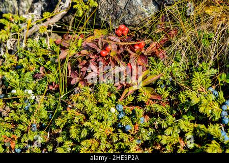 Bacche selvatiche vicino a Ammiral's Point, Trinity, Bonavista Peninsula, Terranova, Canada. Foto Stock