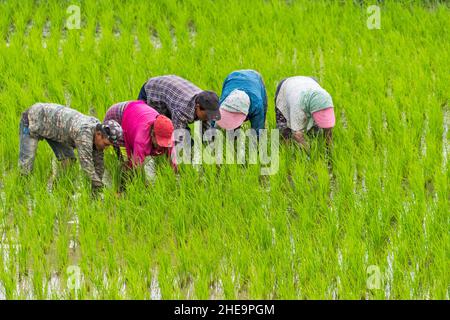 Agricoltori che lavorano su risaie, Punakha, Bhutan Foto Stock