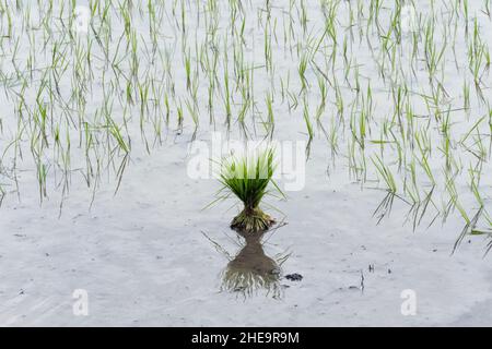 Piantine di riso su risaie, Punakha, Bhutan Foto Stock