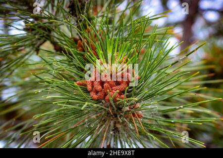 Coni maschi pino nero europeo (Pinus nigra) primo piano. Foto Stock