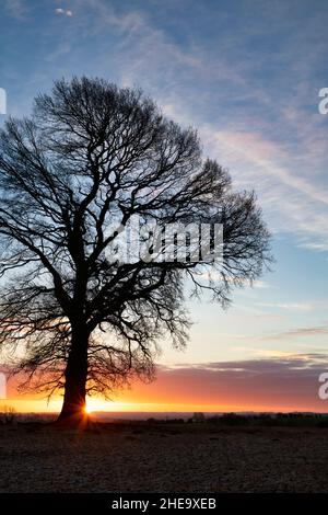 Quercus. Oak Tree sunrise silhouette nella campagna di Cotswold. Cotswolds, Gloucestershire, Inghilterra Foto Stock