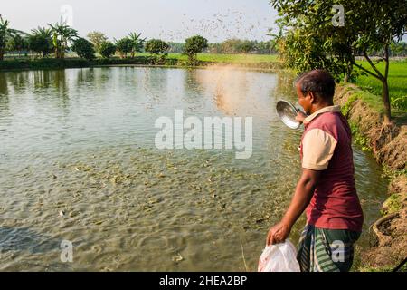 Un allevatore di pesce del Bangladesh che alimenta il suo pesce Pangas nel distretto di Satkhira in Bangladesh. In Bangladesh, PanGas è la specie più popolare per l'agricoltura. Foto Stock