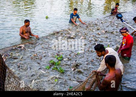 I pescatori stanno raccogliendo pesci di pangas da una fattoria a Satkhira, Bangladesh. PanGas è una delle principali specie di pesci coltivati che è popolare per l'agricoltura. Foto Stock