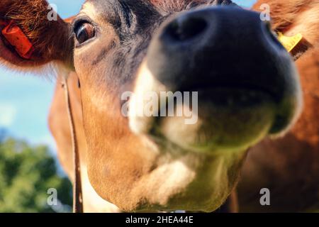 Primo piano della curiosa mucca Jersey. Foto Stock