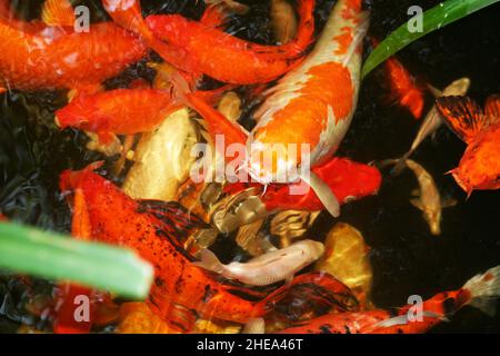Carpe Koi nuotare in un stagno Foto Stock