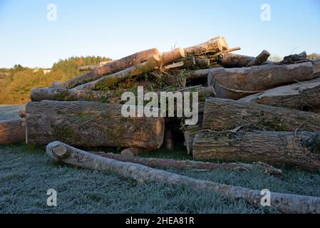 Un grande cumulo di ceneri appena abbattute dopo una tempesta li ha fatti cadere su una strada nel Galles occidentale, indebolita a causa della malattia di dieback della cenere Foto Stock