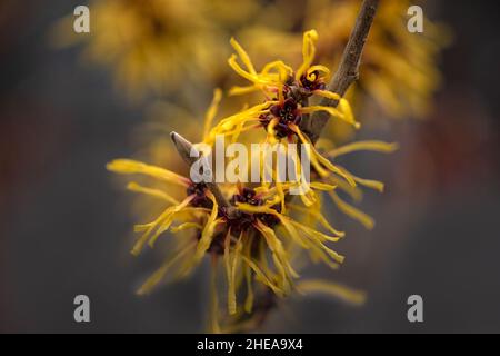 Primo piano di fiori di Hamamelis x intermedia 'Barmstedt Gold' in inverno Foto Stock