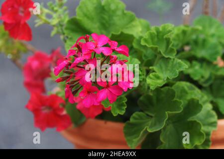 Fiori di geranio rosso in una pentola di fiori Foto Stock