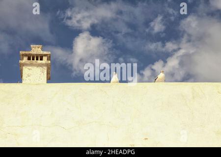 Due gabbiani su un bianco muro del mediterraneo Foto Stock