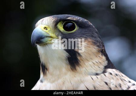 PEREGRINA FALCON PER ADULTI. PRIMA STORIA INTELLIGENTE DI MARCHIATURA DELLE UOVA D'ACQUA AL MONDO. FOTO: GARY ROBERTS Foto Stock