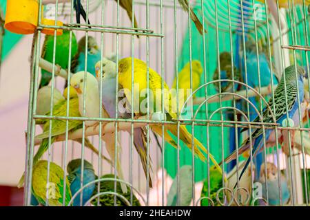 Casa ornamentale animali domestici, budgie colorati messi in gabbie per la vendita al mercato delle pulci all'aperto. Foto Stock