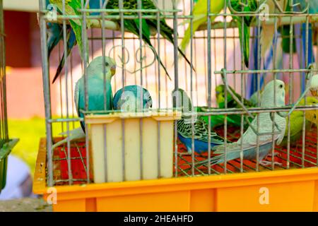 Casa ornamentale animali domestici, budgie colorati messi in gabbie per la vendita al mercato delle pulci all'aperto. Foto Stock