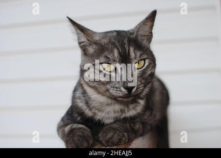 Il gatto a righe, una croce tra una razza di sgombri di tabby, giace su una panca di legno su uno sfondo di bianco siding Foto Stock