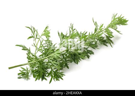 Artemisia ramo isolato su sfondo bianco Foto Stock