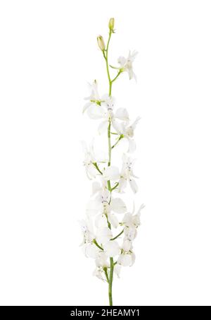 Delphinium bianco isolato su sfondo bianco. Foto Stock