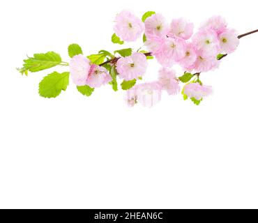 Ramo con fiori rosa chiaro isolato su sfondo bianco. Prunus Triloba (prugna fiorita, mandorla fiorita) Foto Stock