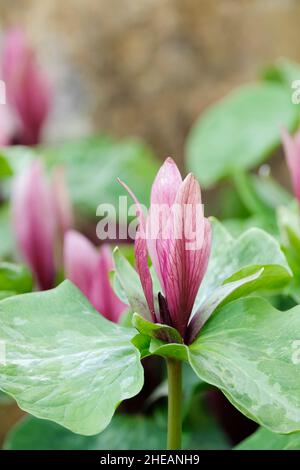 trillium chloropetalum, trillium gigante, wake robin gigante, giglio di legno, trinità fiore, wakerobin gigante. Fiori di Borgogna, chioma-come fogliame. Foto Stock