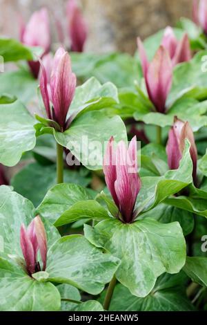 trillium chloropetalum, trillium gigante, wake robin gigante, giglio di legno, trinità fiore, wakerobin gigante. Fiori di Borgogna, chioma-come fogliame. Foto Stock