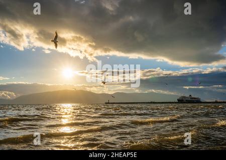 Gabbiani in volo sopra il mare al tramonto - bellissimo movimento congelato con spazio di copia Foto Stock