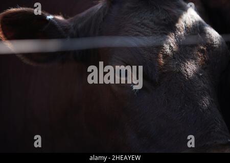 Vola visto sotto l'occhio di una mucca all'esterno. Foto Stock
