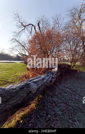 Il bellissimo campo da golf Beckenham Place Park, prima, Lewisham Council lo ha distrutto! Foto Stock