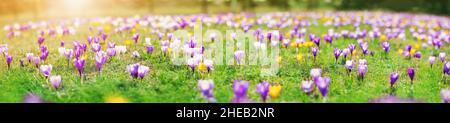Primo piano vista dei fiori primaverili nel parco. Fiore di Crocus nella bella mattina Foto Stock