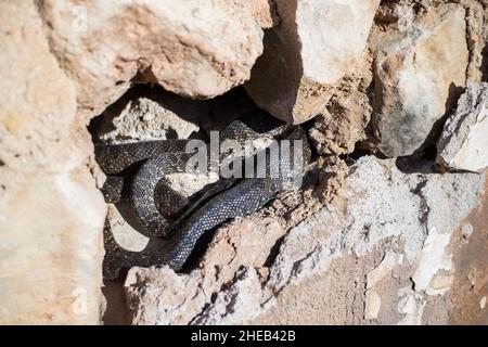 Hemorrhis hippocrepis Horseshoe frusta riscaldamento serpente al sole in una crepa nel muro Foto Stock