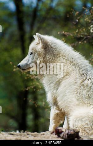 Arctic wolf in cattività Foto Stock