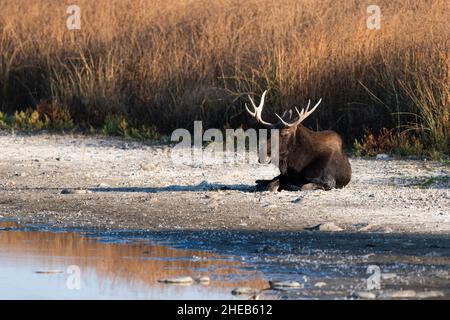 Un Bull Moose nel North Dakota Foto Stock