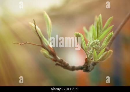 Sorbus germogli verdi e foglie giovani. Sviluppo di piante in primavera. Primo verde su cespugli rowan, cenere di montagna, whitebeam, ibridi. Messa a fuoco soft Foto Stock