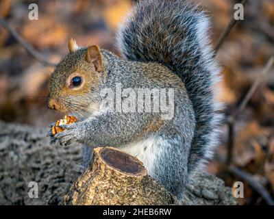 Lo scoiattolo grigio orientale, Sciurus carolinensis, detto anche scoiattolo grigio, è uno scoiattolo del genere Sciurus. Foto Stock