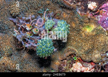 Tunicato è un animale invertebrato marino, un membro del subphylum Tunicata ,tjuːnɪˈkeɪtə. Fa parte del Chordata, Foto Stock