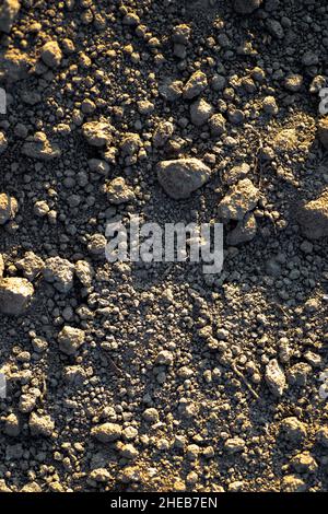 Terra nera con mounds. Terra illuminata dal sole prima di piantare semi e coltivare vegetali o soia Foto Stock